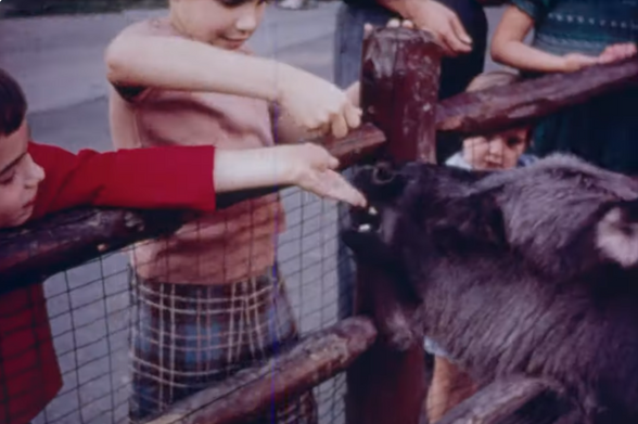 A young boy in a red coat and a girl in a plaid skirt and pink top feed a donkey over a wooden and wire fence. Other children look on.