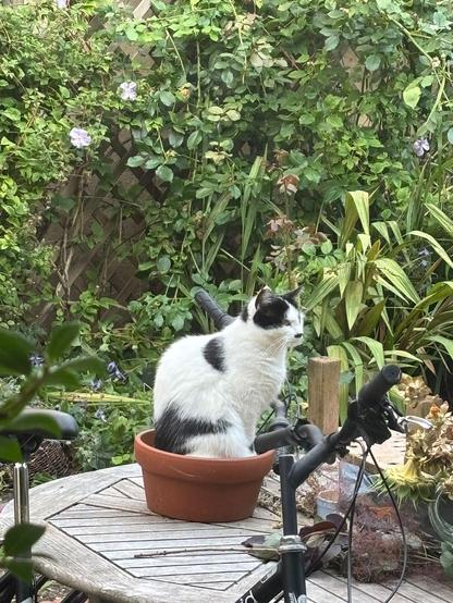 Pixie, a white and black shorthair, sits in her favourite, slightly too small, flower pot on the garden table. We know that if we swapped it for a bigger pot, she would shun it.