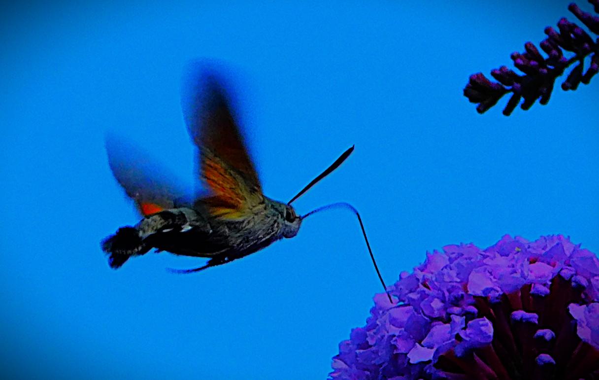 The best shot out of three attempts at capturing this visitor to my garden, which I believe to be a Hummingbird Hawkmoth. The fairly chunky body, mainly grey, is clearly visible, while the fast moving wings are blurry. The proboscis that it uses to access nectar supplies that represent a greater challenge than this buddleia (tiny purple flower with orange centres) is also visible. The best shot out of three attempts at capturing this visitor to my garden, which I believe to be a Hummingbird Hawkmoth. The fairly chunky body, mainly grey, is clearly visible, while the fast moving wings are blurry. The proboscis that it uses to access nectar supplies that represent a greater challenge than this buddleia (tiny purple flower with orange centres) is also visible.