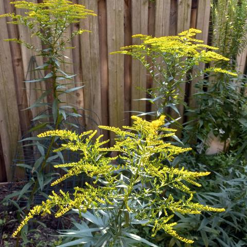 Several goldenrod plants, three starting to bloom, growing against a wooden fence.