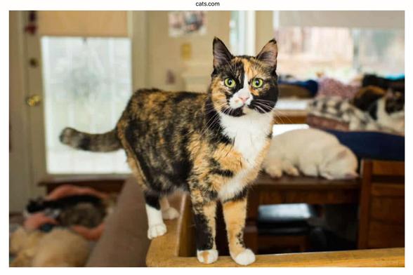 Beautiful male calico cat.