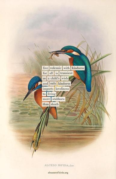 Lovely watercolor of 2 kingfisher birds, with a poem superimposed:

live volcanic with kindness
for all is transient
as a child's wish
and only kindness
imparts loveliness
to living
more stubborn
than death

ALCEDO ISPIDA, Linn
almanacofbirds.org