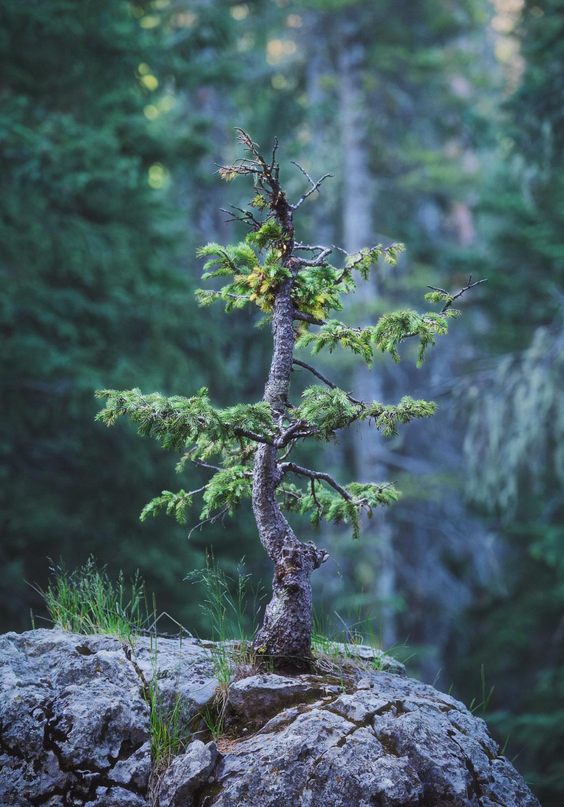 Small, wind-shaped conifer with a twisted trunk growing from a rocky outcrop, framed by a soft, dark green forest backdrop. Small, wind-shaped conifer with a twisted trunk growing from a rocky outcrop, framed by a soft, dark green forest backdrop.