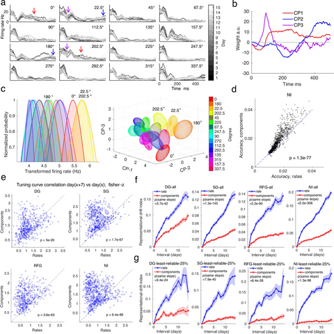 The temporal dynamics of individual neurons enhance tuning stability.