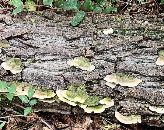 Fungus and lichen on a cottonwood log.