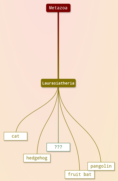 Showing Laurasitheria as a common parent for cat, hedgehog, fruit bat, pangolin, and the species that we are looking for