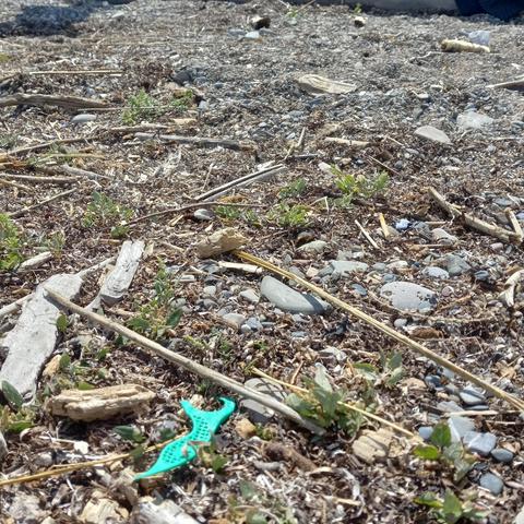 A plastic turquoise floss holder in rocks, scrubby weeds, and sticks.