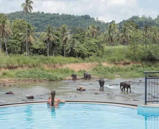 The elephants viewed by tourists from the swimming pool of the Elephant Bay Hotel are part of the largest captive herd in the world, brought to the river twice daily from the nearby Pinnawala Elephant Orphanage. For $16 tourists can visit the elephant orphanage, and pay an extra fee to “wash” and pose next to an elephant in the river.

Established in 1975, the Pinnawala Elephant Orphanage was initially founded to provide care and sanctuary to orphaned and injured elephants. Over several  decade…