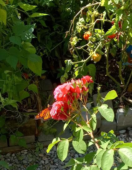 A monarch butterfly perched on a clump of pink roses with cherry tomatoes in the background. 