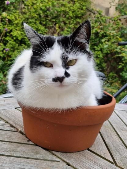 "Yeah, what about it, human??" A black and white cat sitting in a plant pot that is a little bit too small. Her green eyes are looking at you, and there's a lot of whiskers.