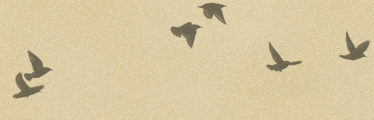 Nimer's blog background image with flying birds.