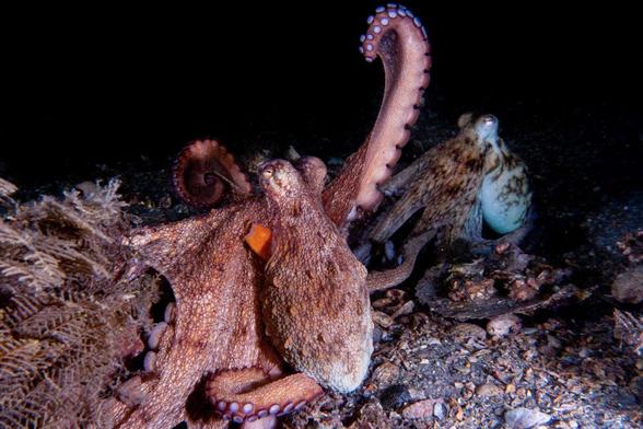 An octopus raising an arm to communicate.