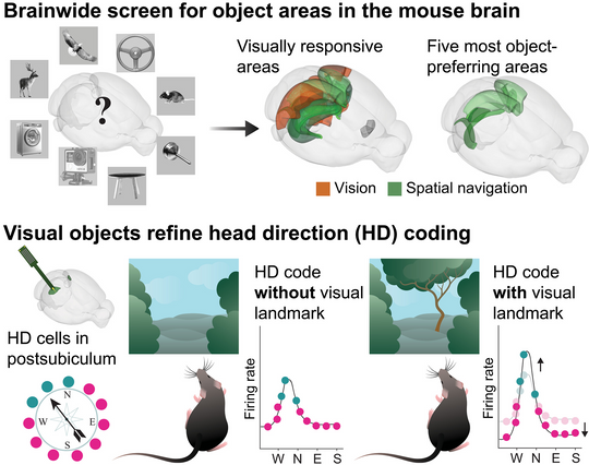 Visual objects sharpen the representation of head direction.