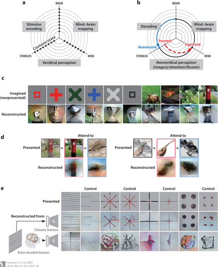 Psychological measurement of subjective visual experiences through image reconstruction. (a) Mapping of brain, stimulus, and mind. Dots represent instances of visual experience (e.g., an image, perception, and corresponding brain activity). Veridical perception assumes that the mind accurately represents stimuli. The brain–mind mapping is considered fixed, while the brain–stimulus relationship is empirically identified. (b) Nonveridical perception (e.g., mental imagery, attentional modulation, …