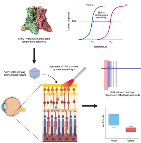 Graphical abstract