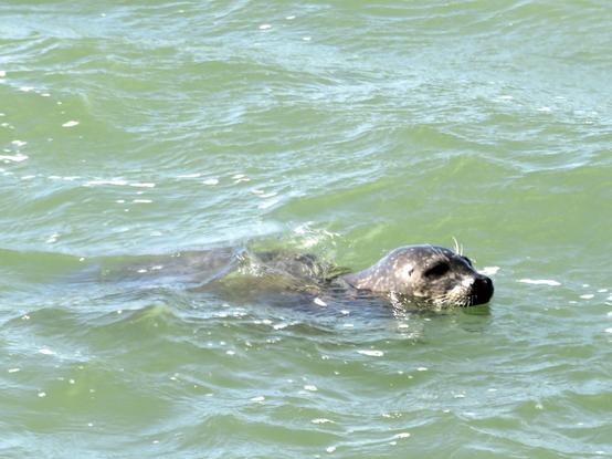 A seal at the surface so that his head is out of the water