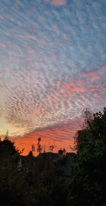 A morning sunrise sky over some trees and houses. Pretty clouds.