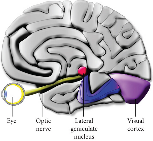 Visual pathway of the human visual system.
