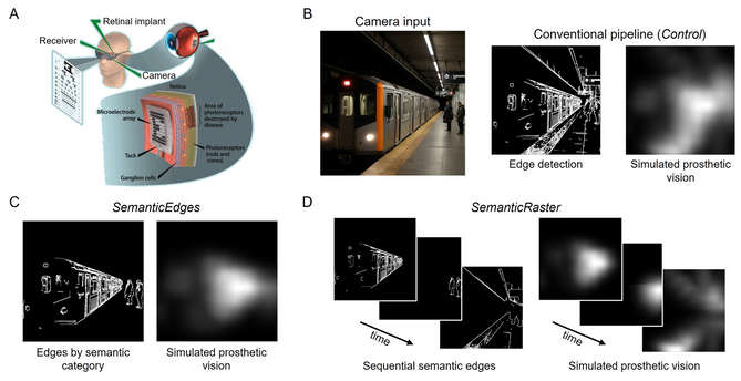 Scene simplification for bionic vision. (A) Bionic vision systems (e.g., retinal implants) capture visual information via an external camera and deliver it to a microelectrode array implanted in the visual system. (B) Traditional preprocessing methods, like edge detection (Control), highlight basic scene features but fail to prioritize task-relevant information. (C) SemanticEdges enhances the scene by isolating key semantic groups (e.g., pedestrians, obstacles) while suppressing irrelevant back…